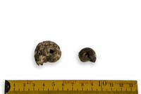 F 02117
<br/>
<br/>
<em></em>